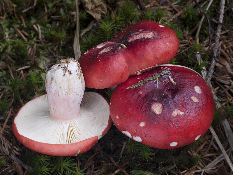 Russula rhodopoda